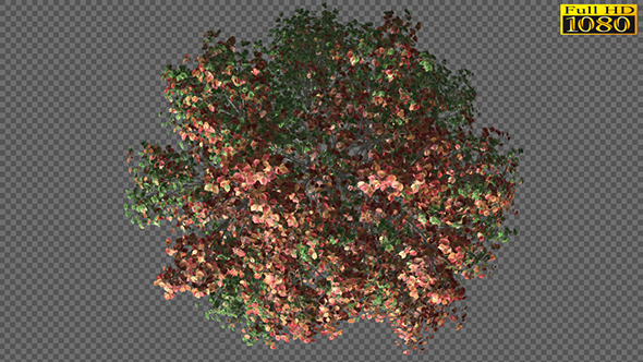Timelapse Seasons Tree alt