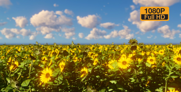 SunFlowers Landscape alt