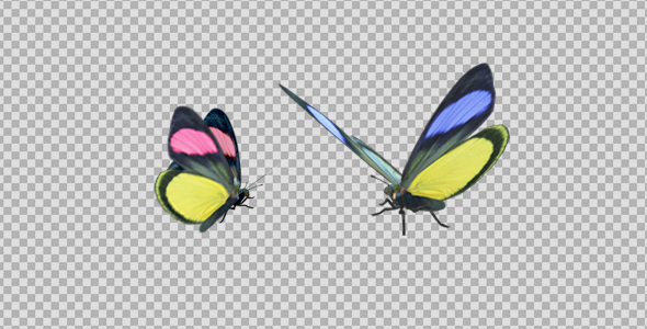 Butterfly Pair - Rainbow Batesia alt