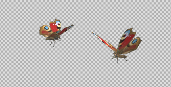 Butterfly Pair - Artistic Peacock alt