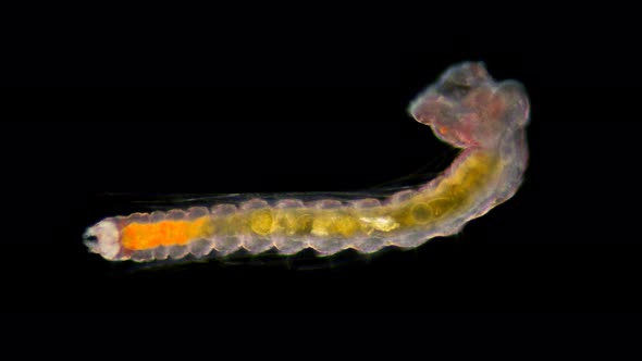 a Young Worm Polychaeta Under a Microscope, Late Nektoheta Larva, This Is the Annelida Class, Live