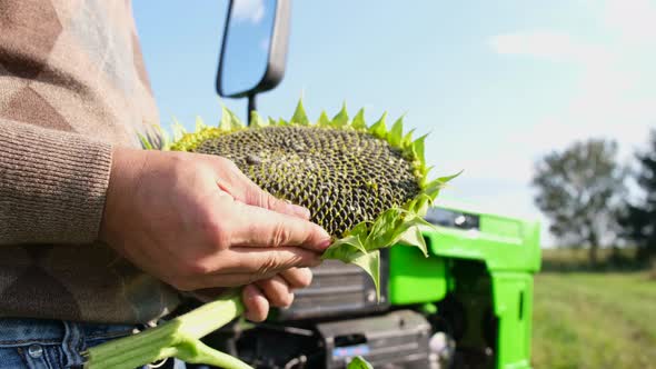 An Agronomist Inspects a Sunflower Plantation