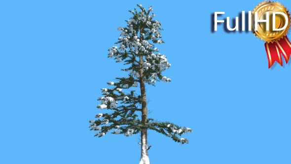White Fir Thin Tree Snow on Branches Coniferous