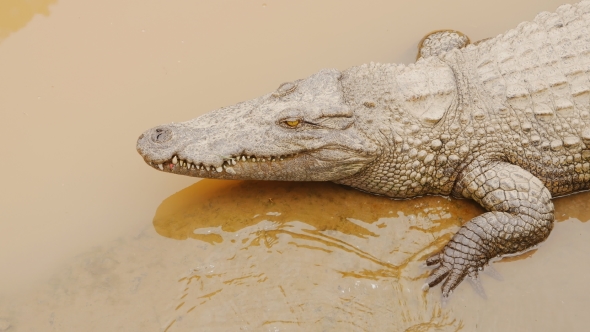 Crocodiles Resting at Crocodile Farm in Vietnam