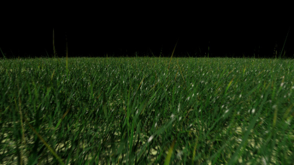 Grass Field