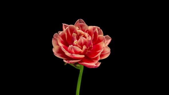 Tulip Blooming and Withering Time Lapse on a Black Background  Video