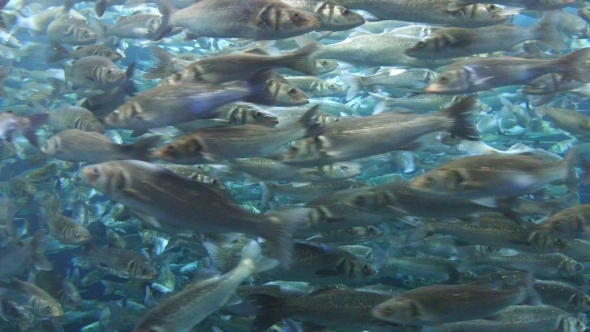 Fish in Aquarium, Loro Parque, Tenerife