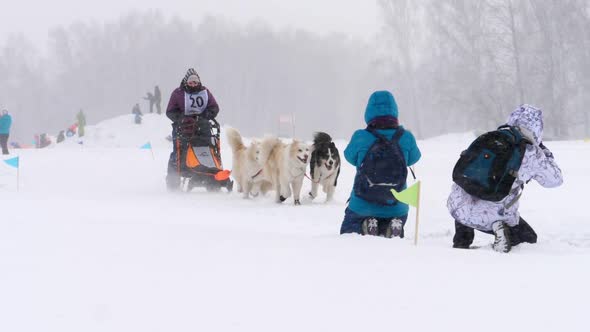 Team of Husky Sled Dogs with Dog-driver