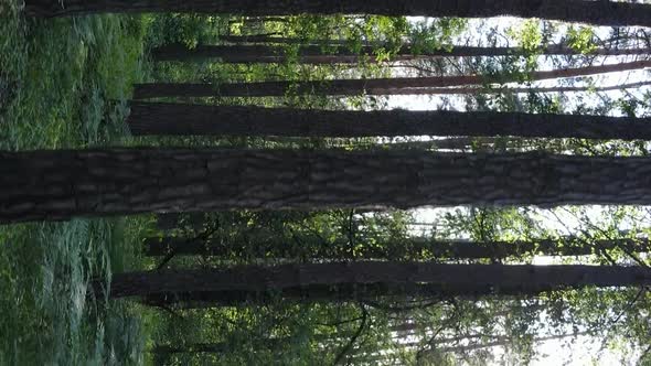 Vertical Video Aerial View Inside a Green Forest with Trees in Summer