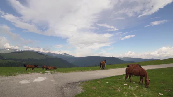 Mountain Landscape with Grazing Horses Transalpina Romania