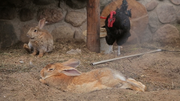Hens and Rabbits in a Coop