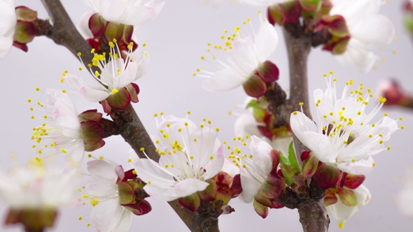 White Cherry Tree Flowers Blossoms
