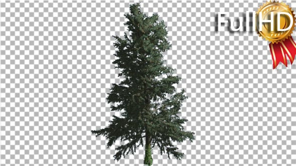 White Fir Thin Trunk and Branches Coniferous