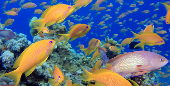 Underwater Colorful Happy Tropical Fishes