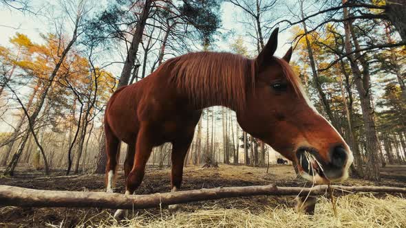 Beautiful Young Brown Horse Eating Hay Outdoors