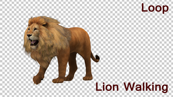 Lion Walking Looped Animation alt