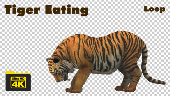 Tiger Eating Animation - 4K Loop alt