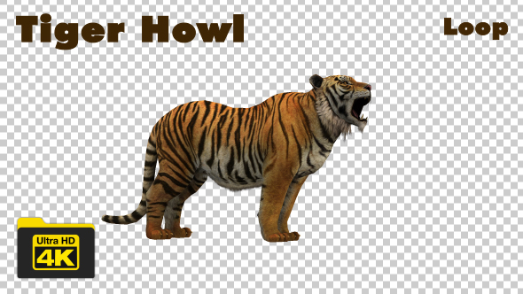 Tiger Howl Animation - 4K Loop alt