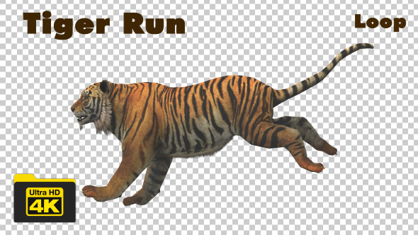 Tiger Running Looped 4K Animation alt