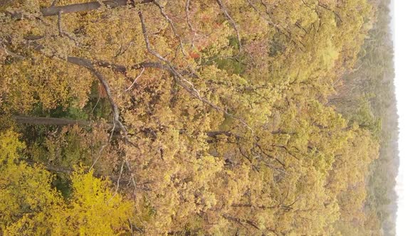 Vertical Video of Trees in the Forest in Autumn