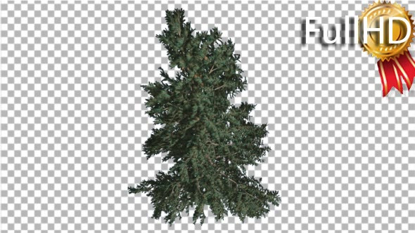 White Fir Branchy Christmas Tree Coniferous