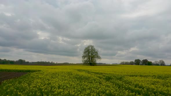 Flight Over Field With Flowering Canola Flowers and Linden