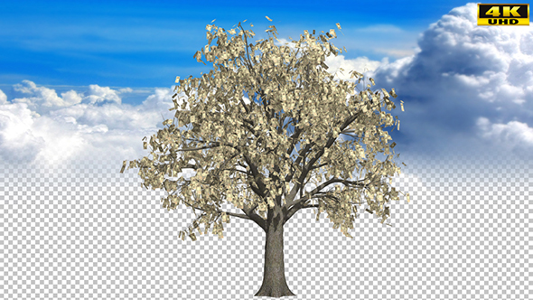 Growing Money Tree