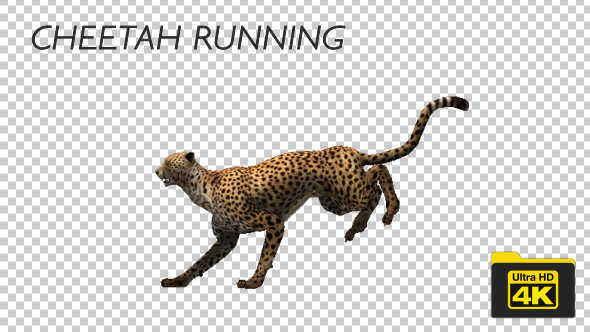 4K Cheetah Running alt