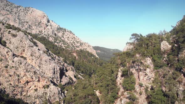 Forest and Mountains