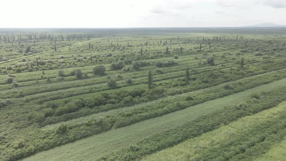 Aerial drone view flight over different agricultural fields sown in Samegrelo, Georgia