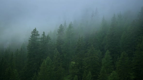 Forest and Moving Clouds