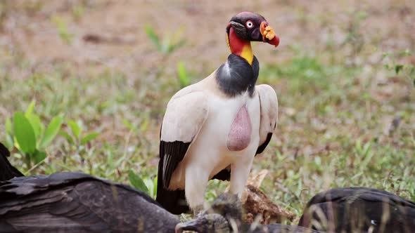 King Vulture (sarcoramphus papa) and Black Vulture (coragyps atratus) feeding on a Carcass, Eating F