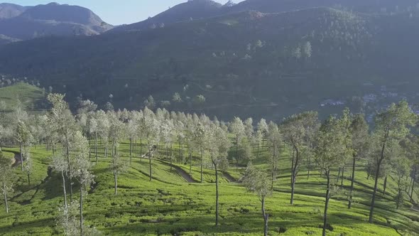 Endless Tropical Highland with Fresh Green Plantations