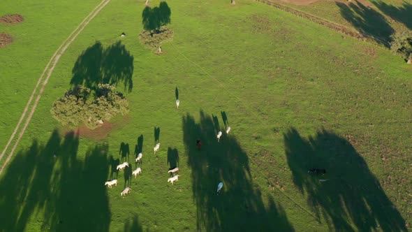 Aerial View of a Fascinating Equestrian Holidays Destination