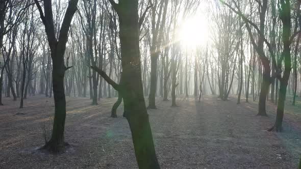 Sunset in a Dark Mystical Foggy Forest. Trees Surrounded in Mist and Smoke. Aerial Gimbal Drone