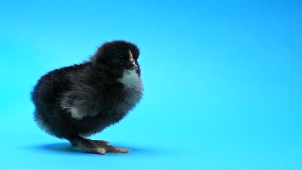 Beautiful Black Adorable Little Chick for Design Decorative Theme