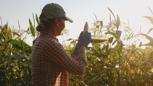 Woman Farmer Peels the Peel of Corn in the Field