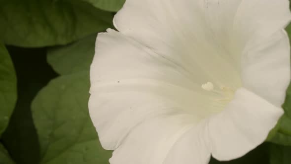 White ivy plant flower macro