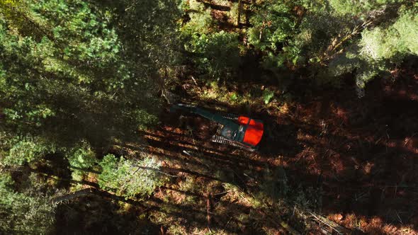 Feller buncher taking down tall pine tree in logging forest, seen from above
