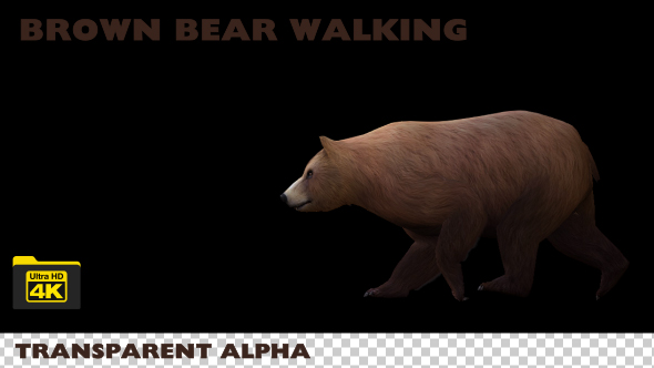 4K Brown Bear Walking alt