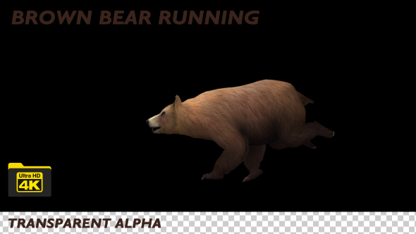 4K Brown Bear Running alt