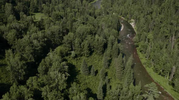 Deep forest and river in valley of Altai