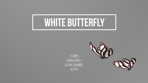 White Butterfly alt