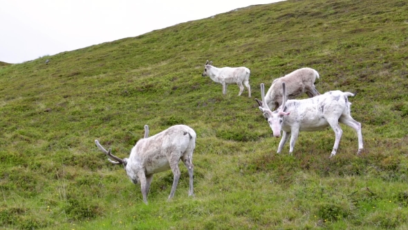 Reindeer in the North of Norway, Nordkapp