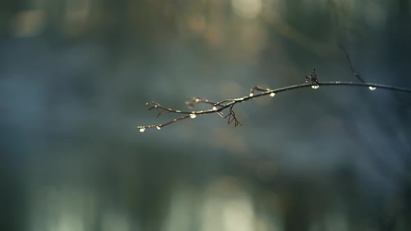 Drops Of Ice On Wood. Winter Forest At Morning. Sunlight In Woodland. Frosty Morning Icicles.
