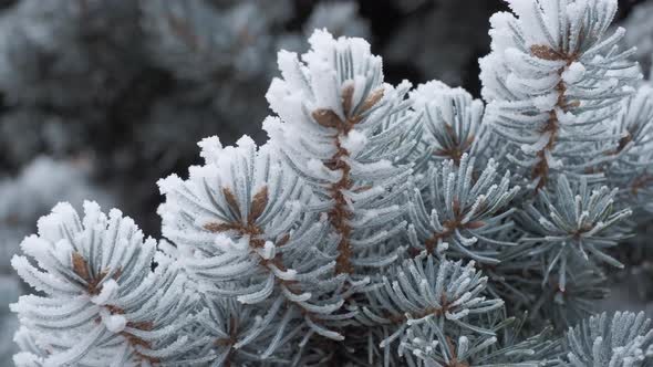 Spruce branches covered with frost. Christmas tree with hoarfrost.