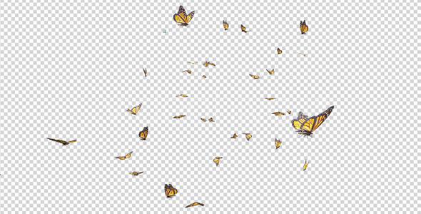 Butterfly Swarm - American Monarch