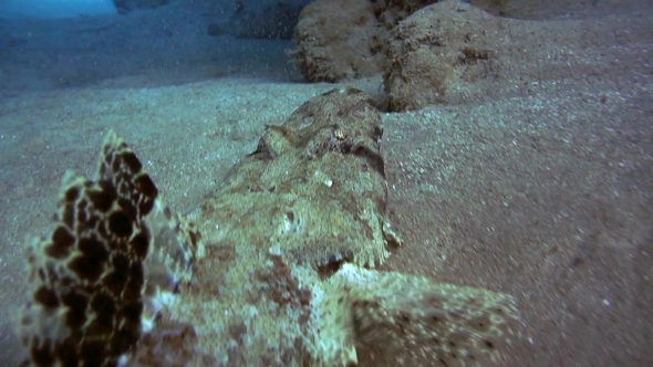 Tentacled Flathead in the Red Sea, Egypt