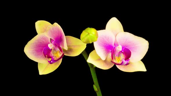 Blooming Yellow - Pink Orchid Phalaenopsis Flower