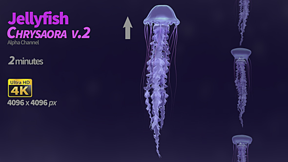 Jellyfish Chrysaora 2